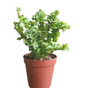 Indoor Fern Plant &amp; Care Guide, Plantly