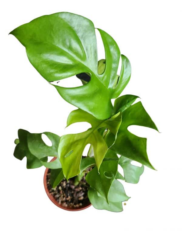 Rhaphidophora tetrasperma &#8216;mini monstera&#8217;, Plantly
