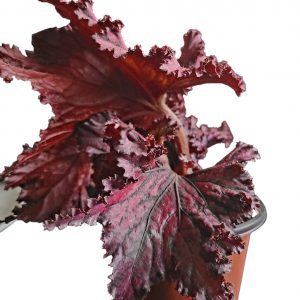 Dragon Wing Begonia Plant Care, Plantly