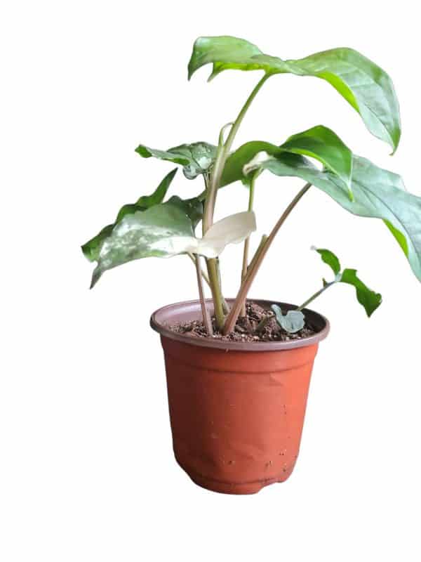 Syngonium Podophyllum Albo – variegatum