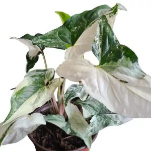 Syngonium Podophyllum Albo - variegatum