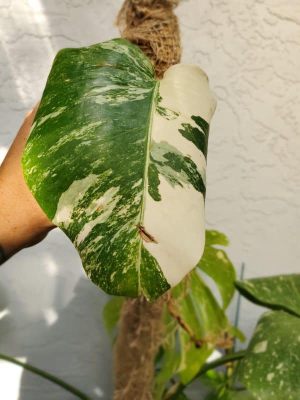 Monstera Albo Variegated Borsigiana, Exact Plant, Highly Variegated, Mid-Cut, Rooted