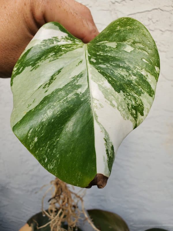 Monstera Albo Variegated Borsigiana | Rooted Mid Cutting &#8211; Free Shipping, Plantly