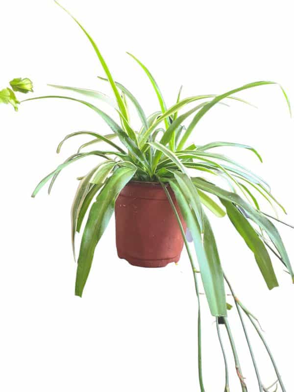 Chlorophytum Comosum Vittatum &#8216;Variegated Spider Plant&#8217;, Plantly