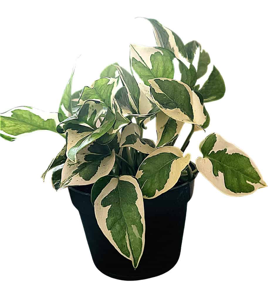 Buy Now Pearl and Jade Pothos For Sale Online Plantly