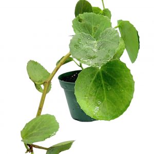 Peruvian Wax Grape Ivy