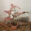 Pink Perfection Syngonium
