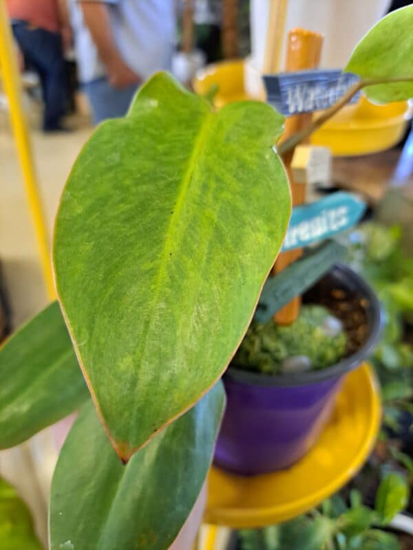 Painted Lady Philodendron Nodes