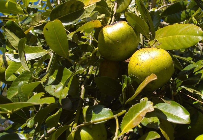 Black Sapote Growing Guide Plantly