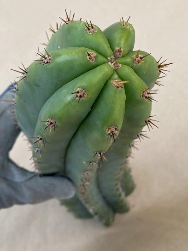 Trichocereus Peruvianus &#8220;Short Spine Peru&#8221; Cutting 14&#8243;, Plantly