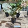 Syngonium or Arrowhead Plant Plum Allusion 2.5 Inch Tall Pot Starter Plant
