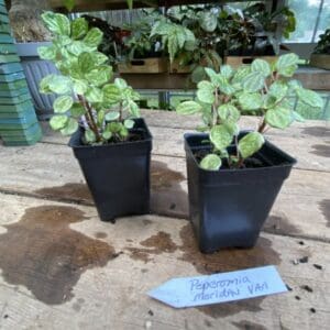 Peperomia Meridan Variegated 2.5 Inch Tall Pot Live Starter Plant
