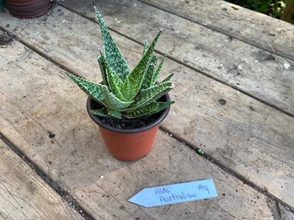 Aloe Australian Hybrid 3 inch Pot Live Plant No9