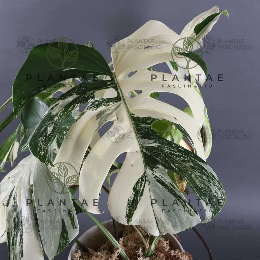 Buy Now | Monstera Albo Borsigiana | Plantly
