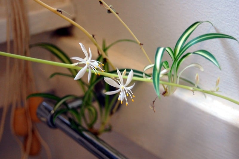 Spider Plant Babies Care