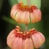 Bulbophyllum Auratum Plant ‘Other World’ Blooming size Plants From Hawai