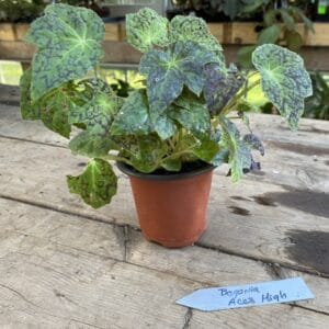 Begonia Ace High in a plastic pot