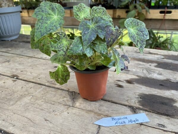Begonia Ace High in a plastic pot