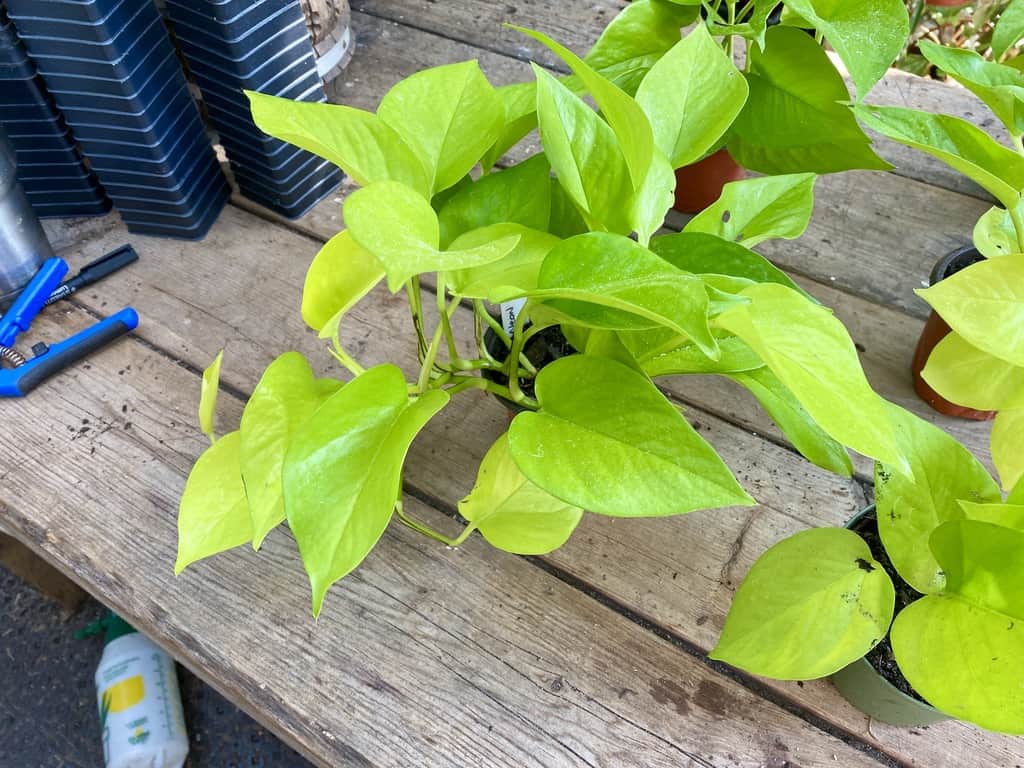 Pothos or Devil&#8217;s Ivy Neon 3 Inch Pot Live Plant, Plantly
