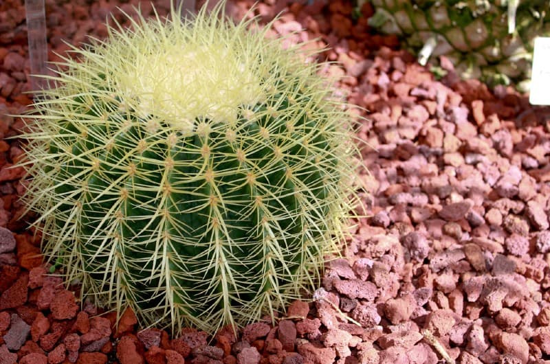 Golden Barrel Cactus 