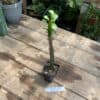 African Milk Tree or Euphorbia Trigona Rubra Red Live Succulent Plant Larger