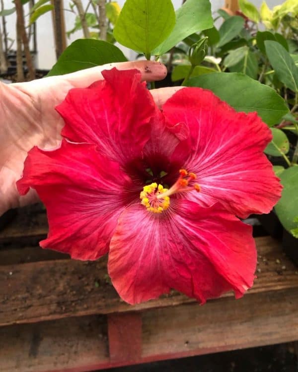 LIVE Tropical Hibiscus &#8216;Cajun Maiden&#8217; in 3&#8243; or 3.5&#8243; pot, Plantly