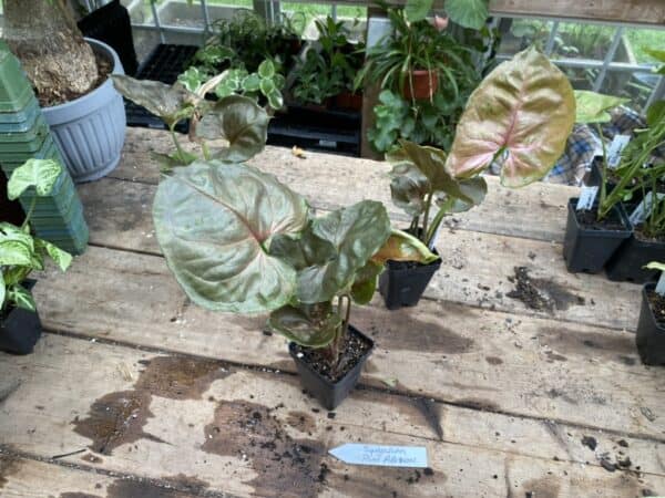 Syngonium or Arrowhead Plant Plum Allusion 2.5 Inch Tall Pot Starter Plant, Plantly