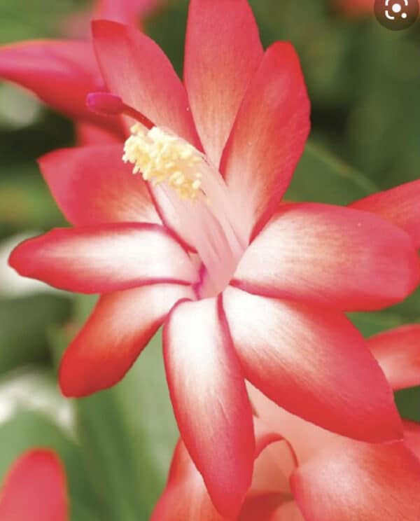 Thanksgiving Cactus or Schlumberbera Truncata Caribbean Dancer Red and White Bloom