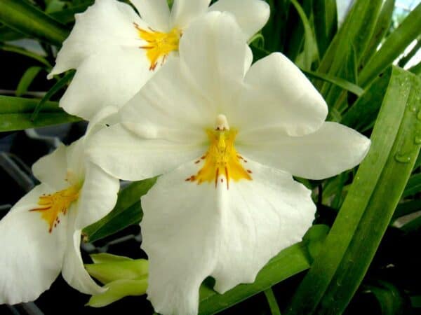 Miltoniopsis Sunglow ‘Amazing’ Easy to grow, White flowers, Fragrant From Hawaii, Plantly