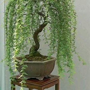Bonsai Green Weeping Willow Tree Cutting - Thick Trunk Start, A Must Have Dwarf Bonsai Material