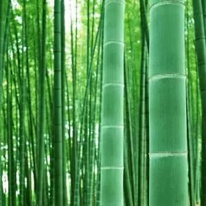 Giant Bamboo Seeds to Grow - Grow Giant Bamboo, Moso, Great for Privacy, Exotic Look