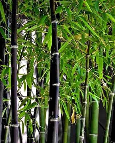 Rare Black Bamboo 500 Seeds for Planting, Plantly