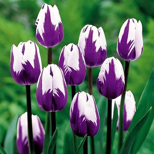 10 Purple and White Tulip Bulbs for Planting – Easy to Grow