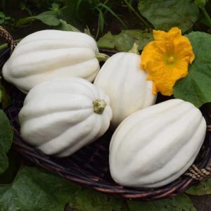 Mashed Potato Squash Seeds for Planting (10 Seeds) - Exotic White Squash, Gourmet Quality
