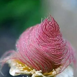 Prairie Smoke Seeds | Ships from Iowa. Rare and Hard to Find Geum triflorum Seeds