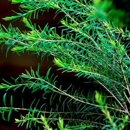 Tea Tree &#8211; Tea Tree Oil &#8211; Melaleuca alternifolia &#8211; live plant 4” pot, Plantly