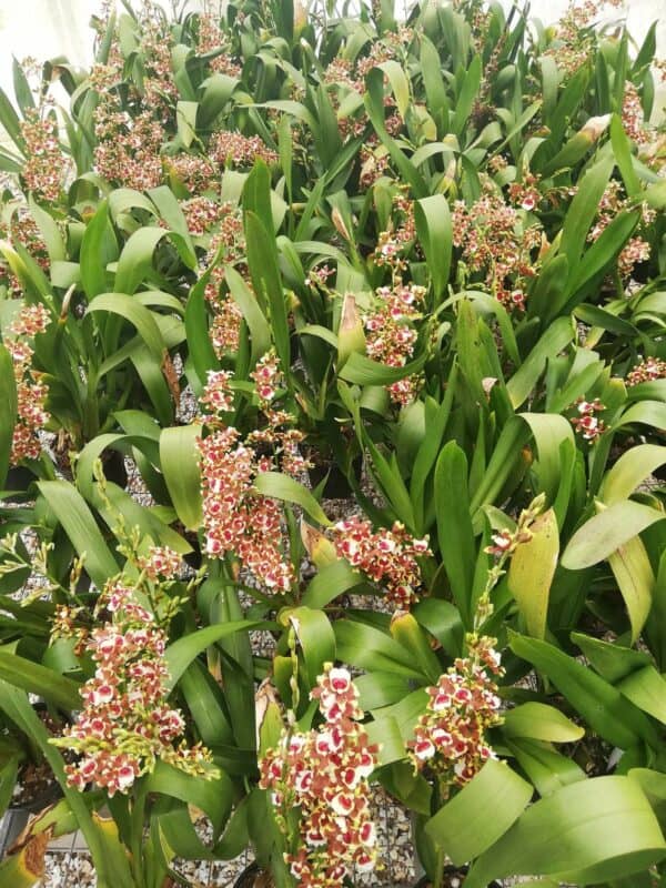 Oncidioda Jimbo &#8216;Swarm&#8217; Orchid, Fragrant Flowers, Live Plant From Hawaii, Plantly