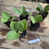 Hoya Pachyclada 2.5 Tall Pot Starter Plant