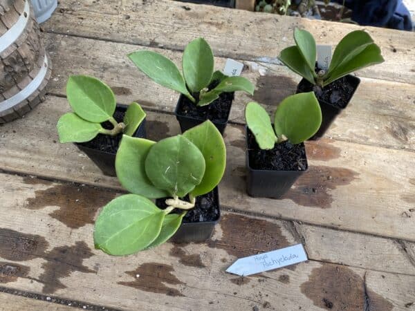 Hoya Pachyclada 2.5 Tall Pot Starter Plant