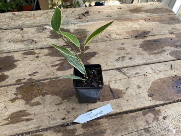 Hoya Marcophylla Variegated 2.5 Inch Tall Pot Starter Plant