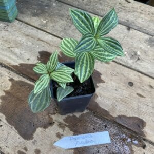 Peperomia Angulata 2.5 Inch Tall Pot Starter Plant
