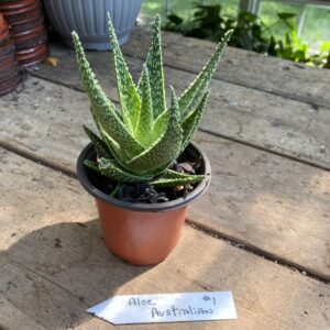 How To Take Care Gasteraloe &#8216;Green Ice&#8217;, Plantly