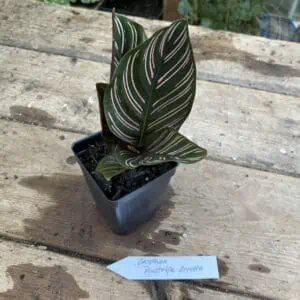 Calathea Rufibarba Plant Care, Plantly