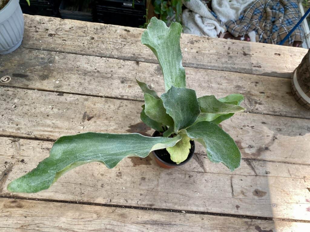 Fern Staghorn For Sale Online Plantly