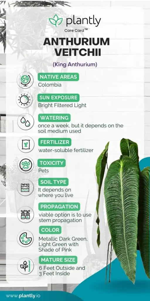 Anthurium Veitchii Plant Care Growing King Anthurium