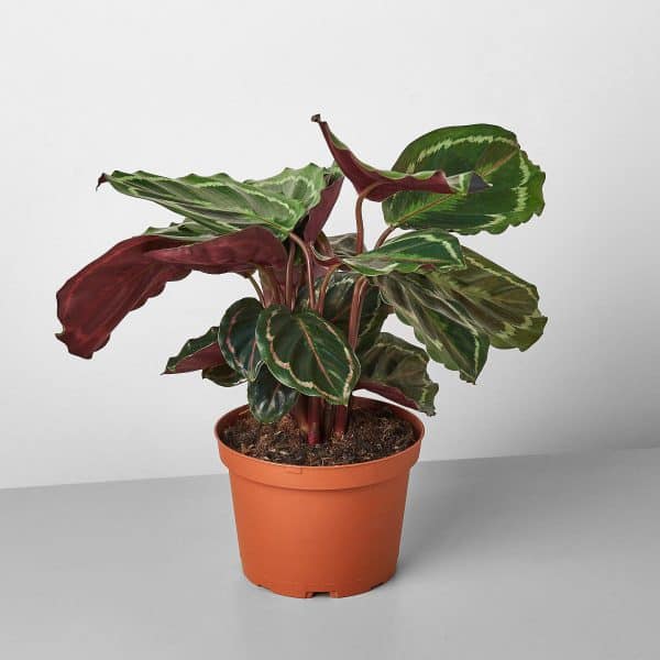 6&#8243; Calathea Roseopicta &#8216;Medallion&#8217; | Indoor Houseplant | Pet Friendly | Speciality | Collectors Plant | Pink Houseplant, Plantly