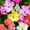 100 Four O'clock Flower Seeds, Marvel of Peru | Exotic Garden Flowers | Made in USA, Ships from Iowa.