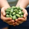 Mouse Melon Seeds | 20 Seeds | Grow This Exotic and Rare Garden Fruit | Cucamelon Seeds, Tiny Fruit to Grow