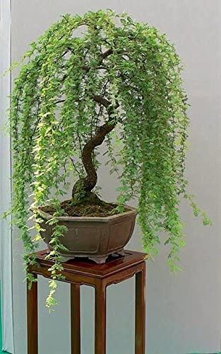 Bonsai Willow Tree Bundle &#8211; 3 Large Trunk Bonsai Tree Cuts &#8211; Get one Each Weeping, Australian, Dragon &#8211; Ready to Plant &#8211; Indoor/Outdoor Bonsai Tree&#8217;s, Plantly