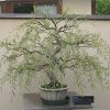 Bonsai Australian Willow Tree Cutting - Large Thick Trunk Root Stock - One Live Indoor/Outdoor Bonsai Tree - Shipped Bare Root, No Pot or Soil Included (Copy)